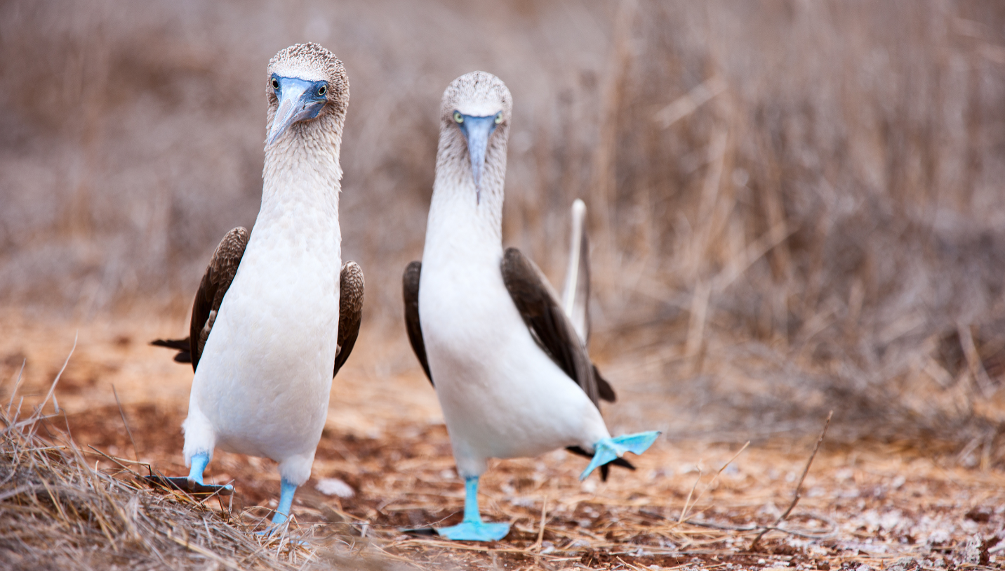 Two bird with light blue feet