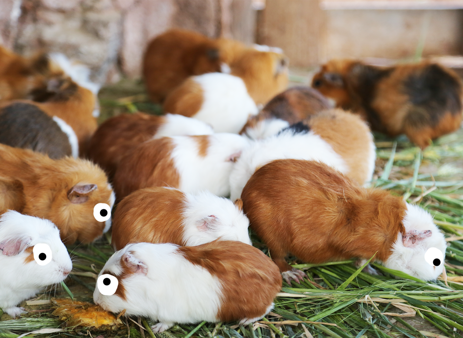 A group of Guinea Pigs