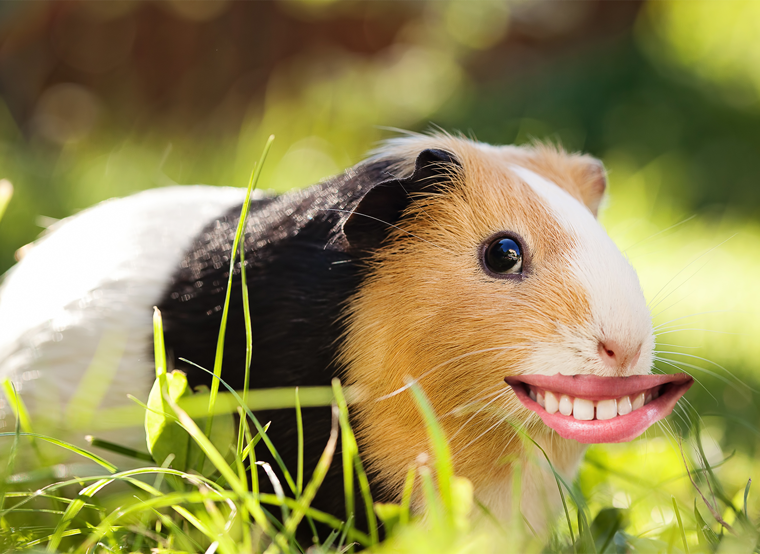 Guinea Pig With A Smile