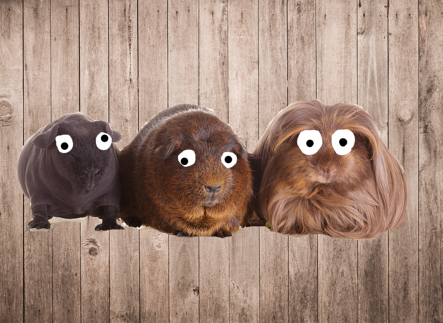 Three Guinea Pigs On A Wooden Background