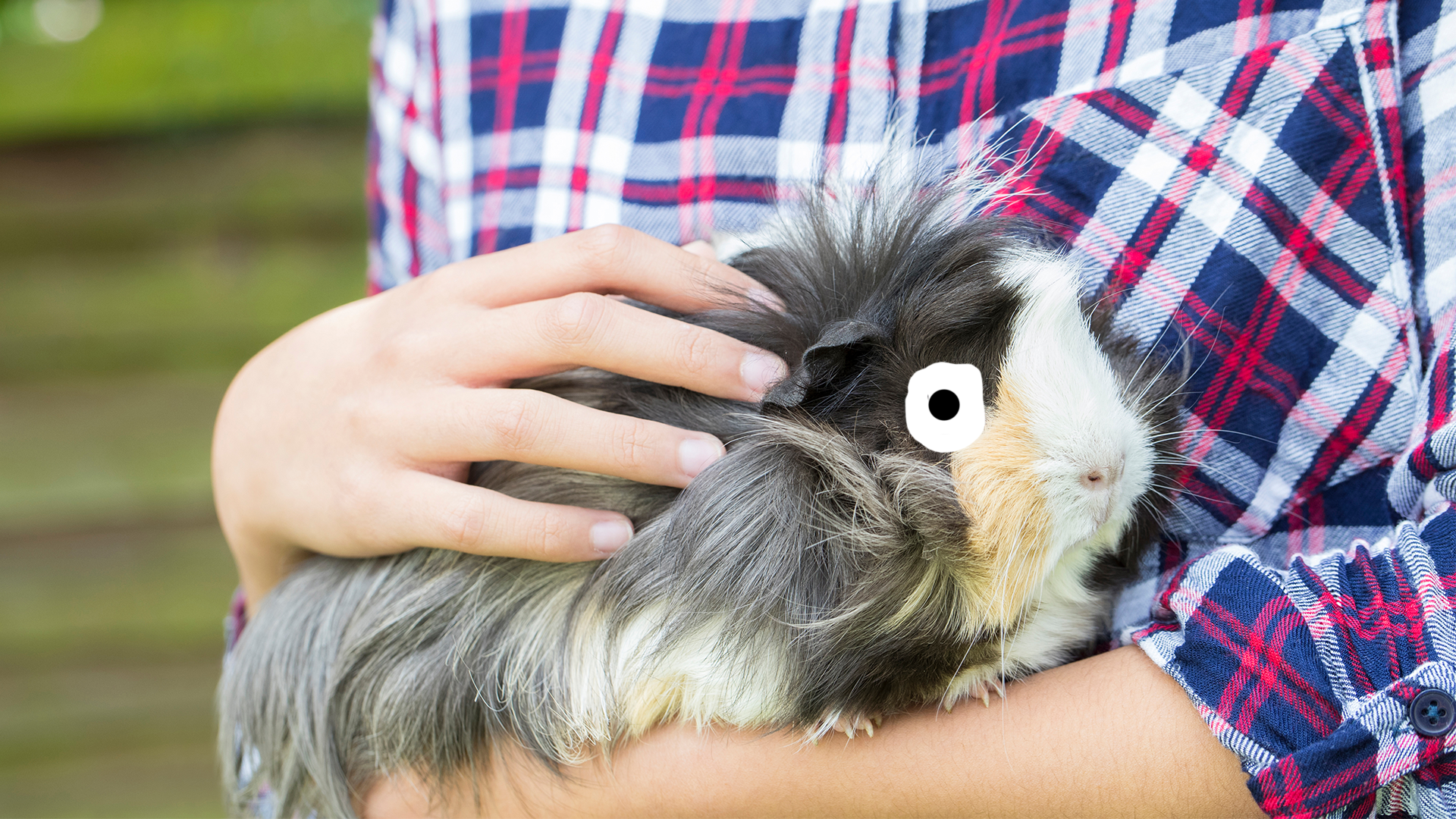 A Guinea Pig Being Held