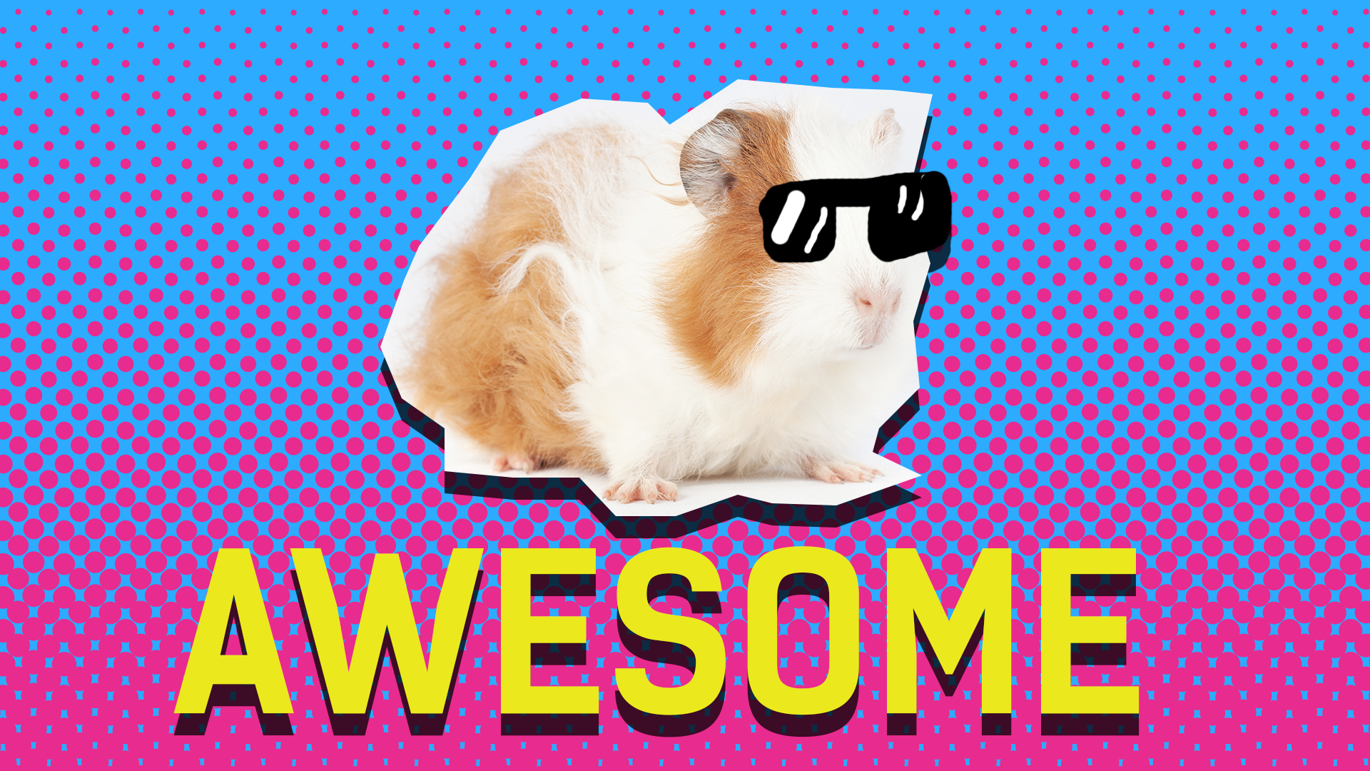 Guinea Pig and the word awesome on blue and pink background