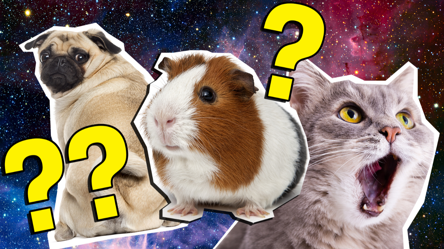 The Ultimate Pet quiz