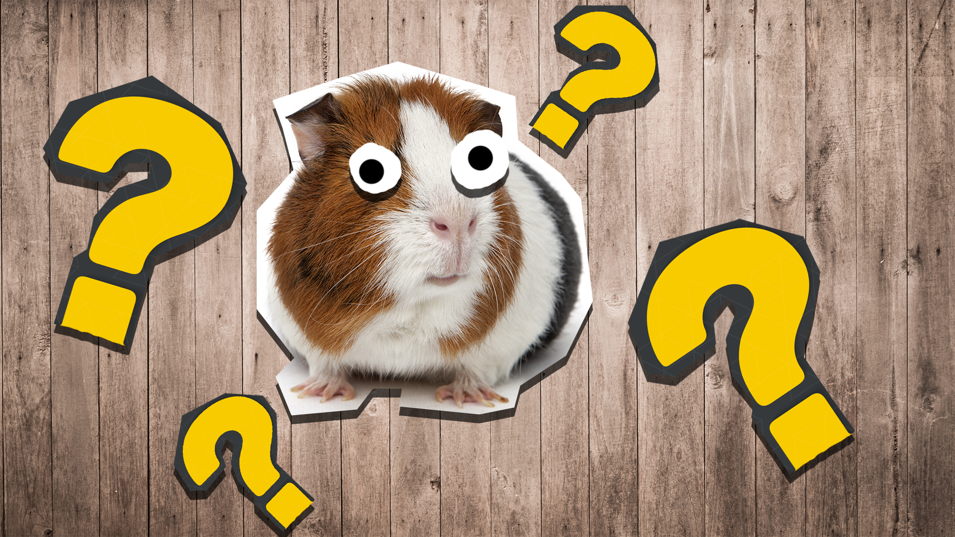 Guinea Pig and question marks on wooden background