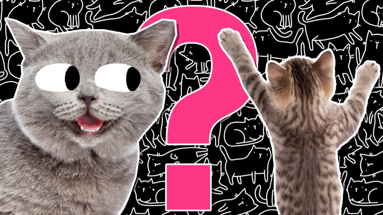 The Ultimate Cat Quiz | Animal Quiz