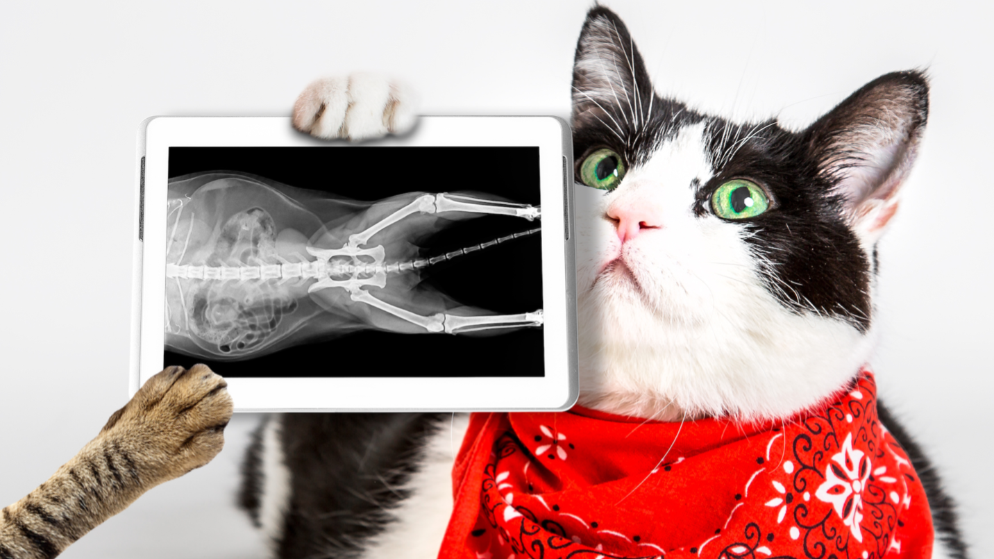A cat holding an x-ray