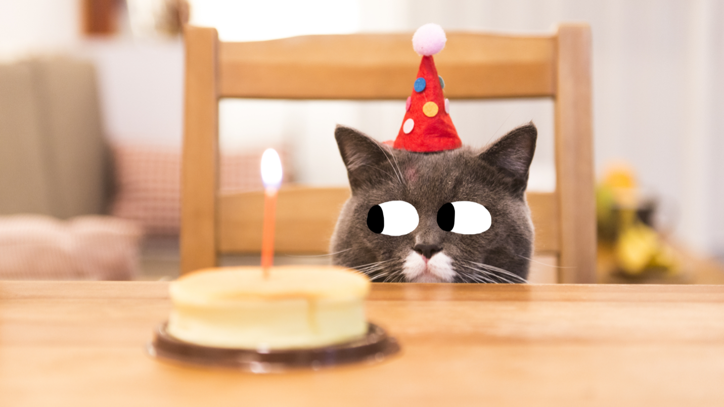 A cat with a birthday cake