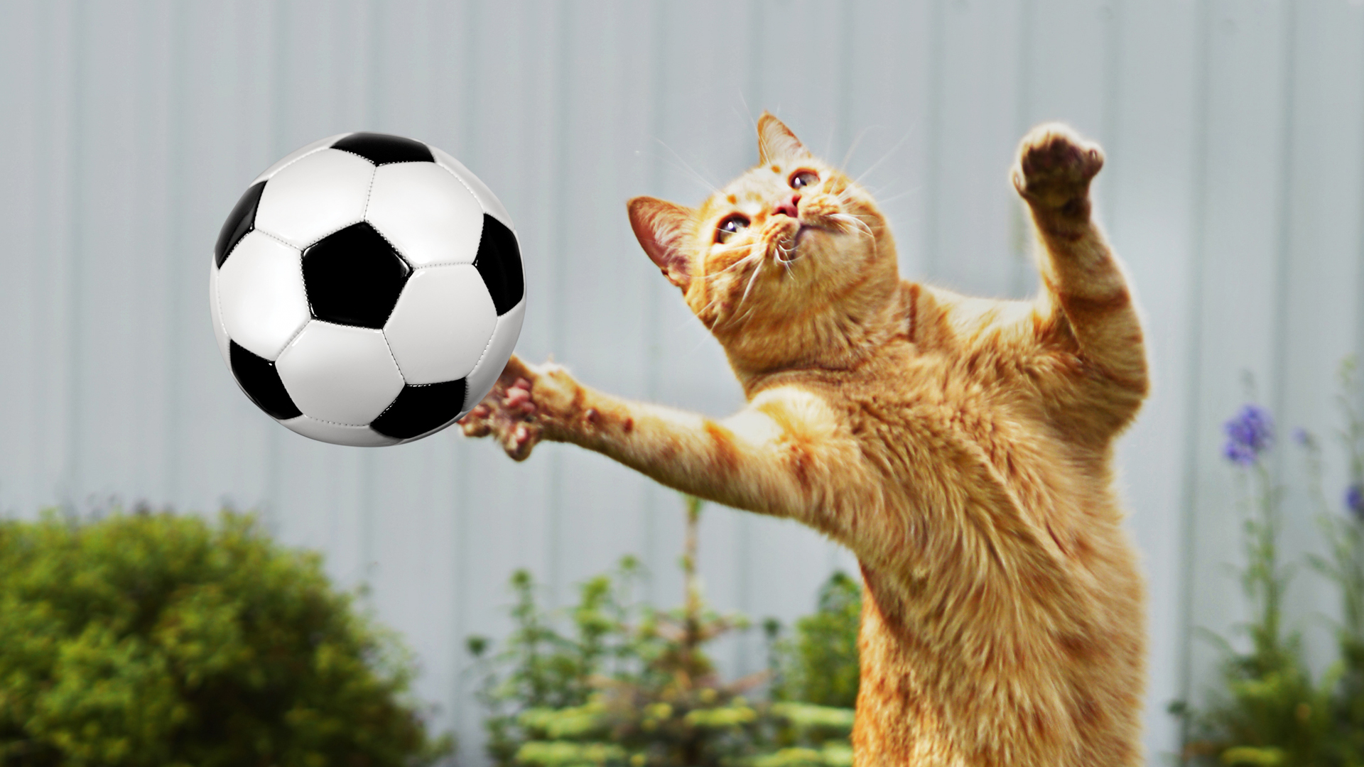 A cat playing football