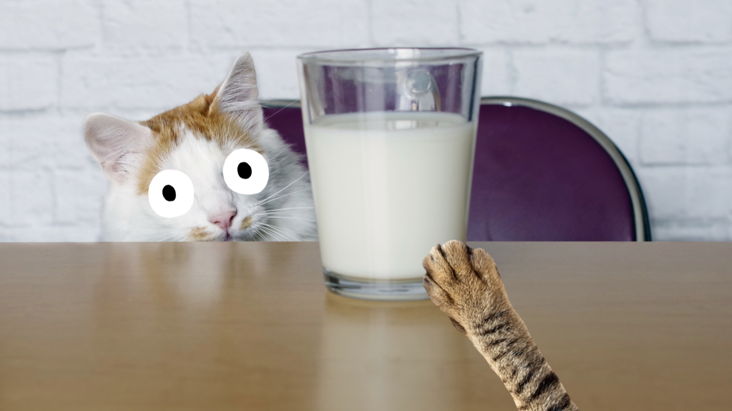 Cats and ice cold milk