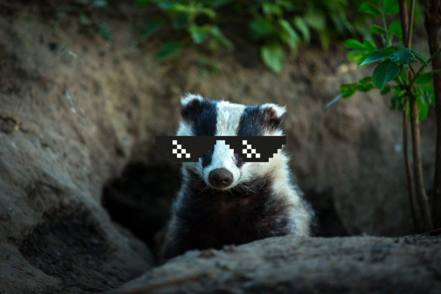 Badger in sunglasses 