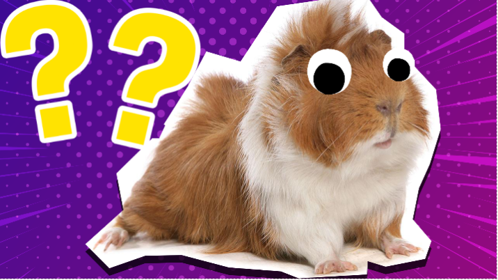 Guinea pig and question marks