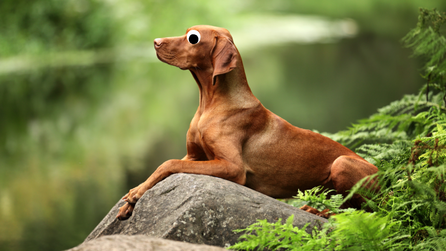 A dog sitting on a rock
