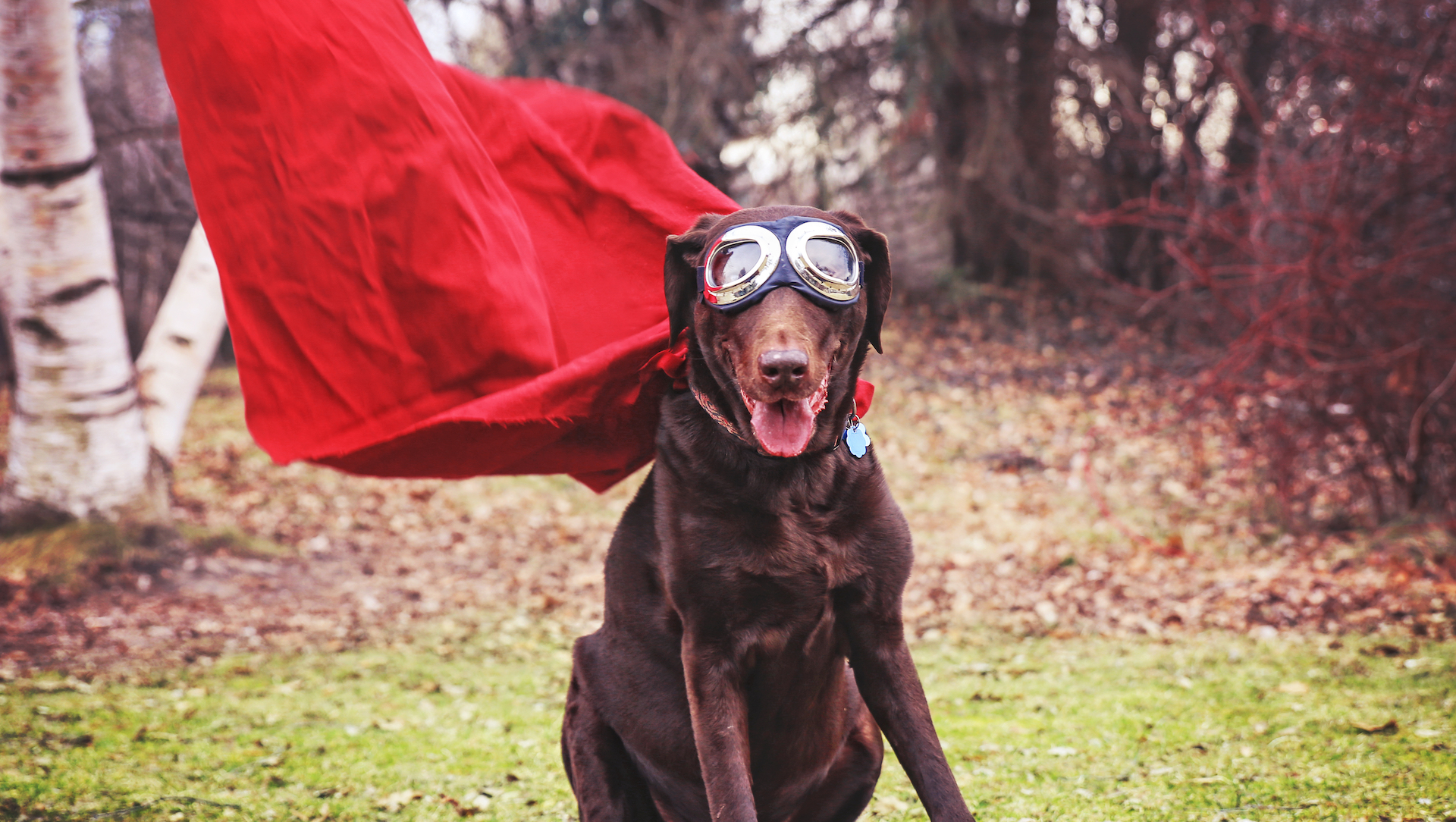 A brown dog in a cape and goggles