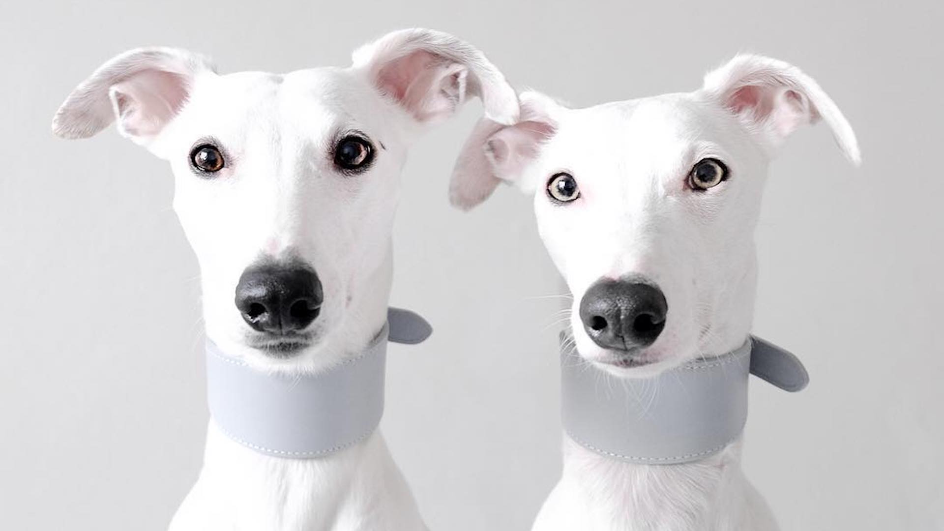 White whippets 