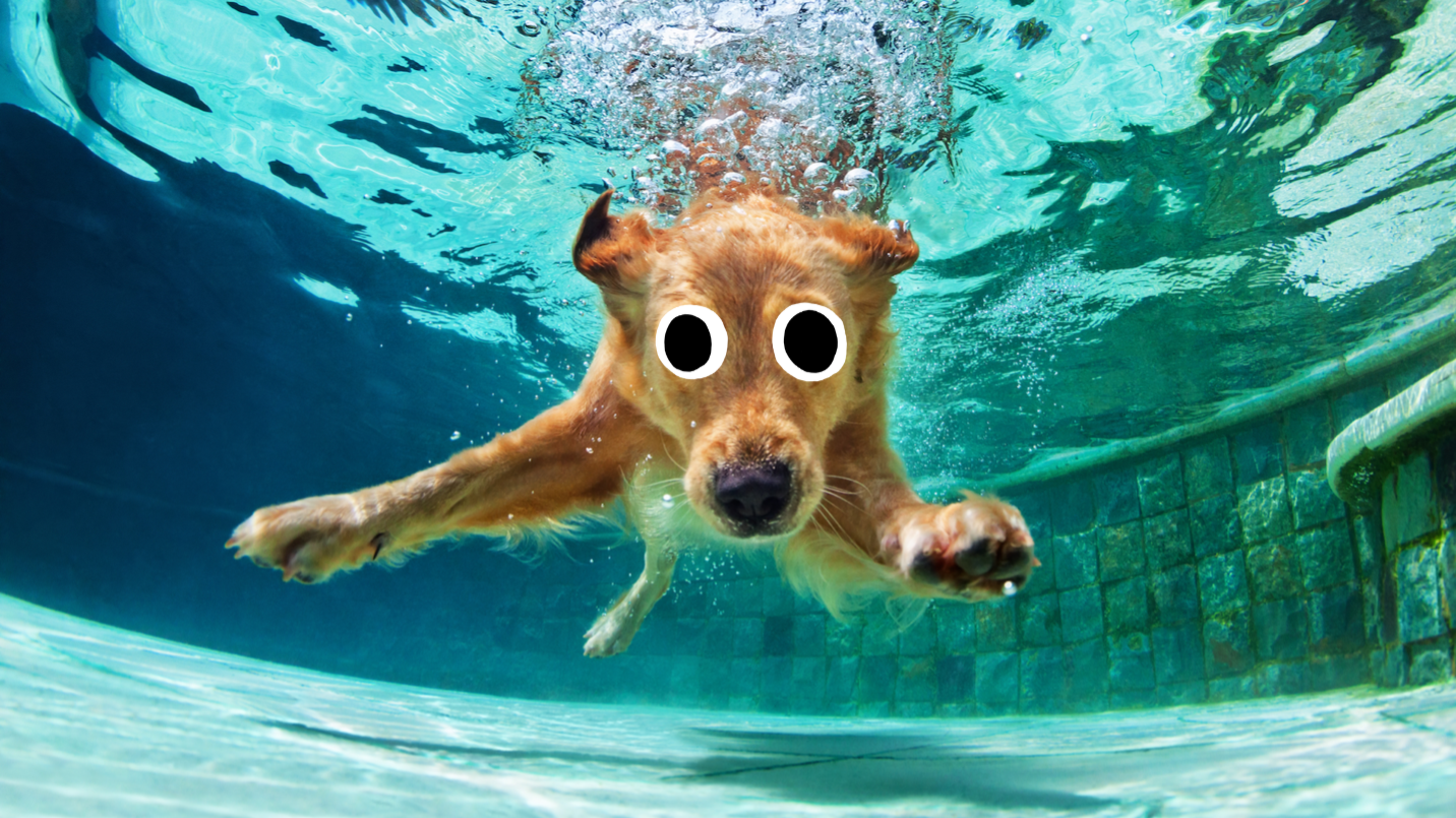 A swimming pooch 