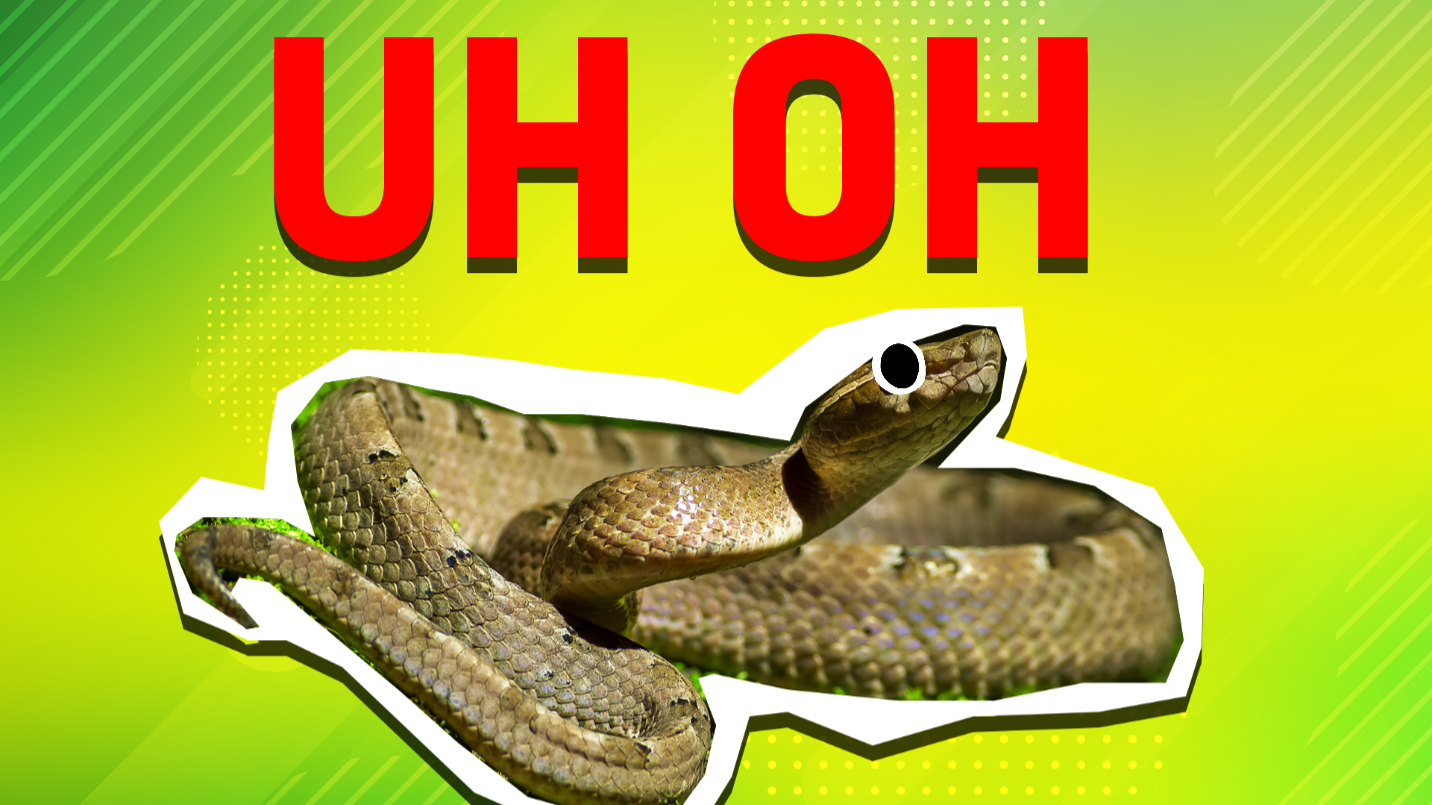 Snake and the words 'Uh oh'