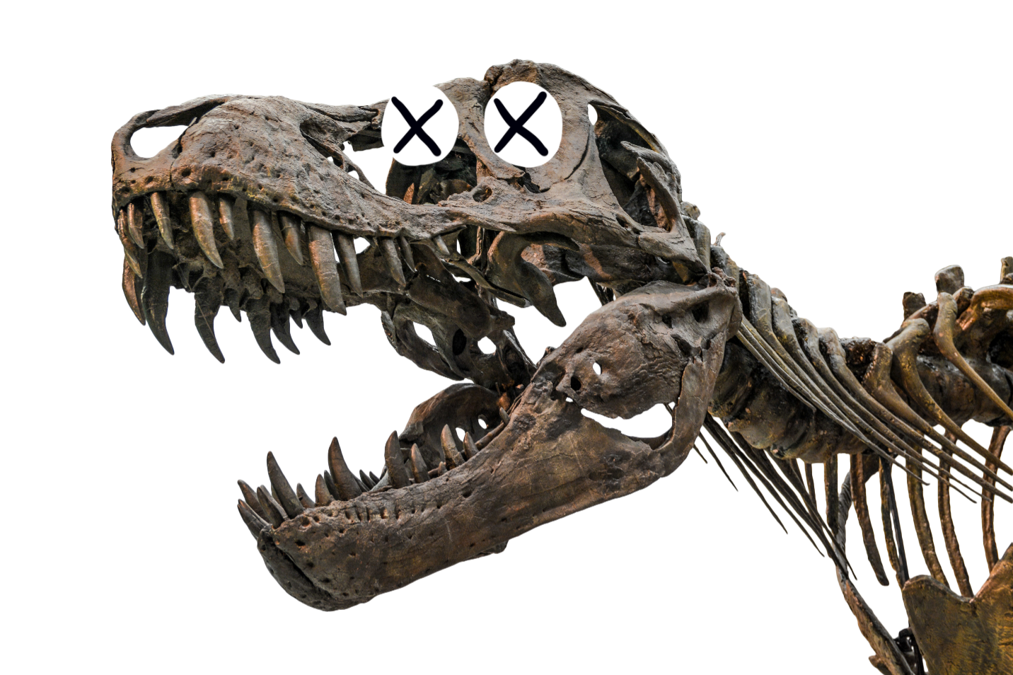 Dinosuar skeleton