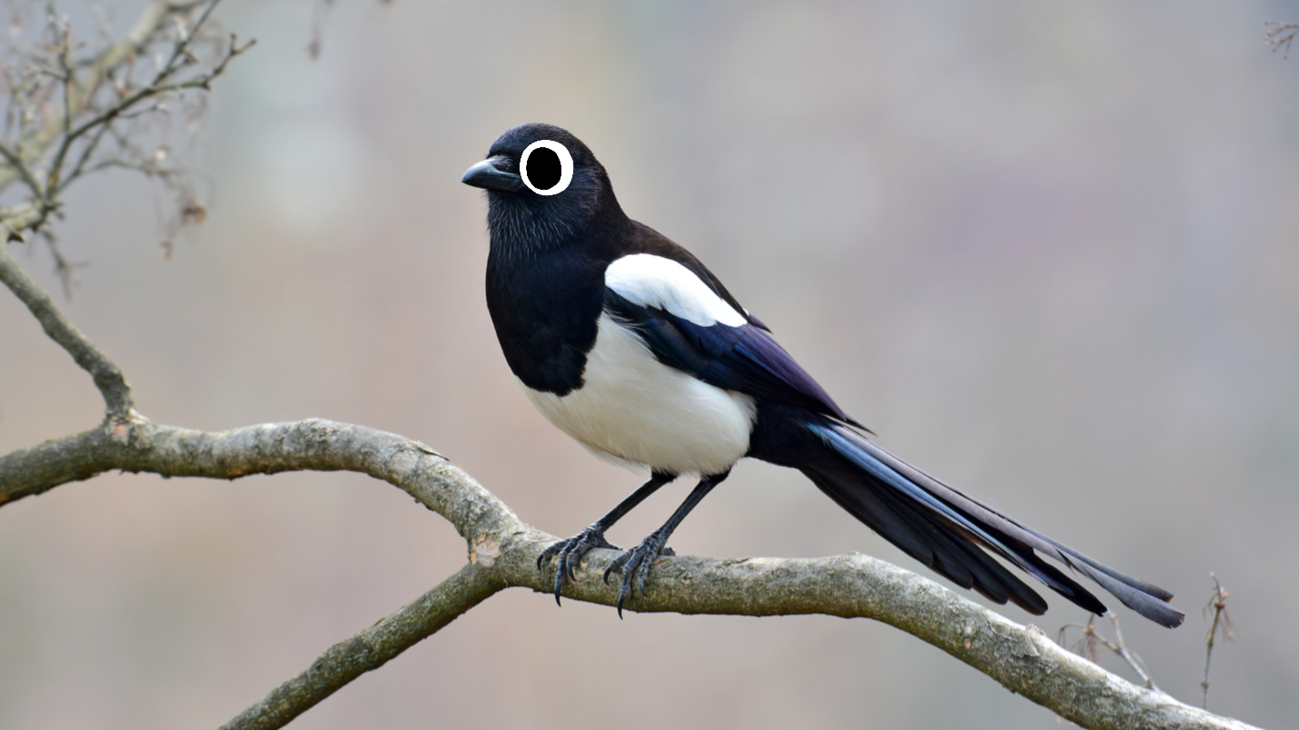 A black and white bird