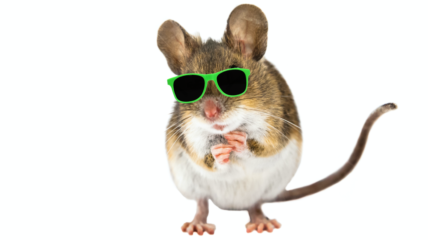 A baby mouse wearing sunglasses