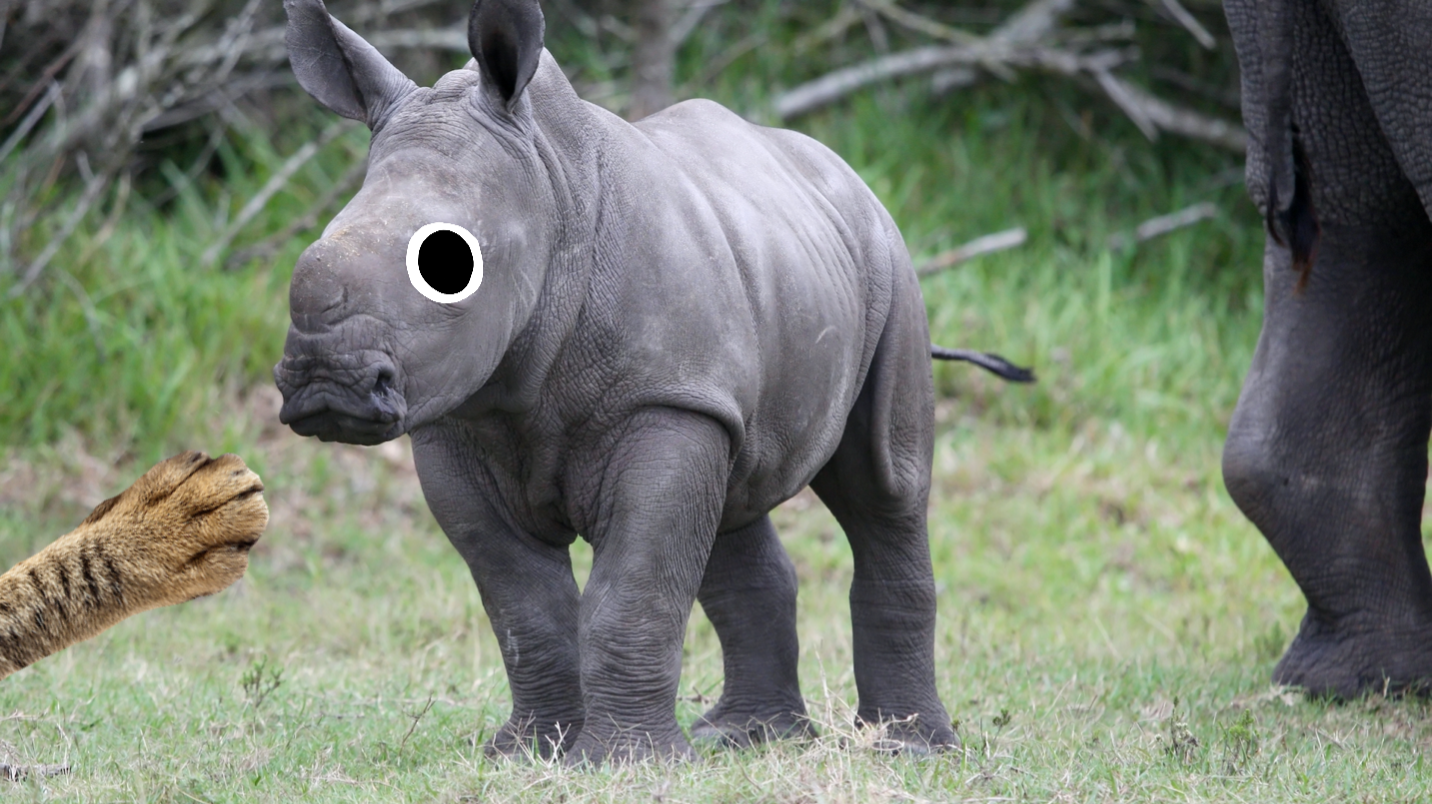 A baby rhinoceros