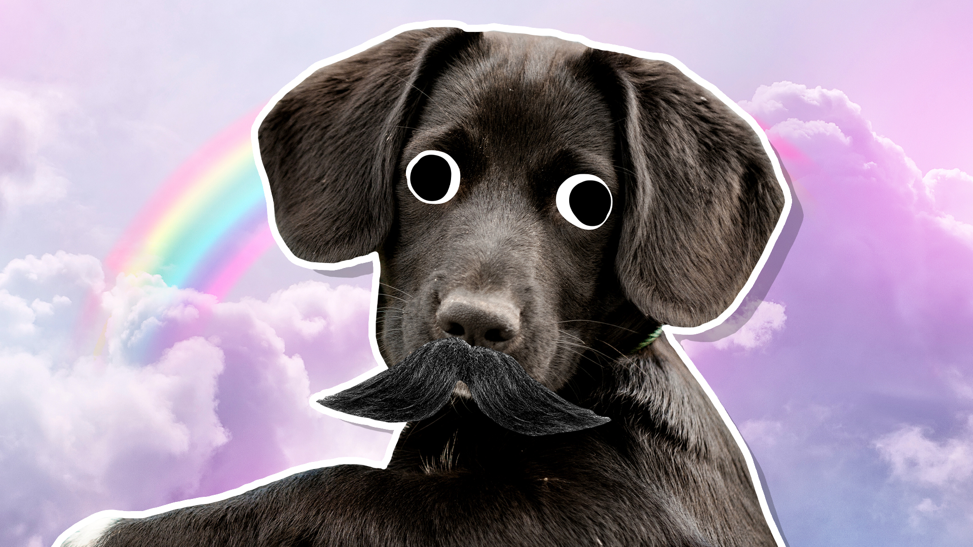 Sirius Black as a dog