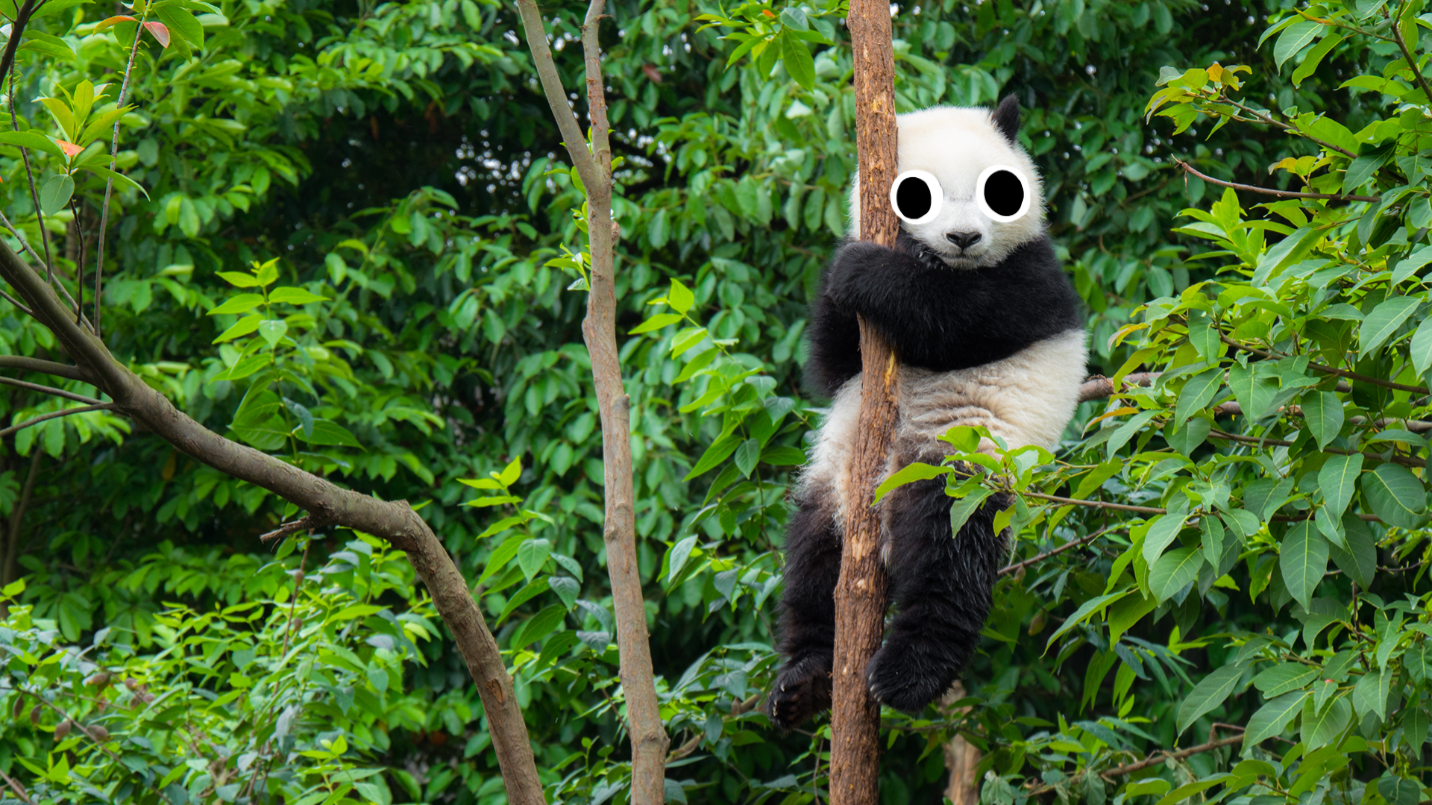 Panda in trees