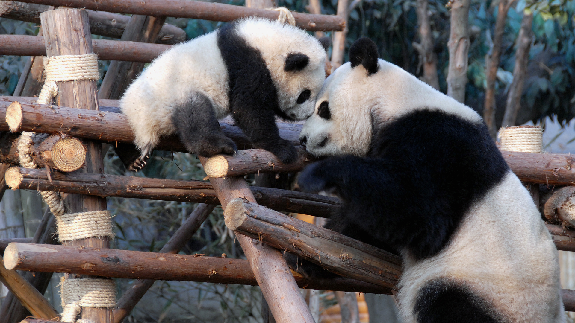 Baby panda and parent 