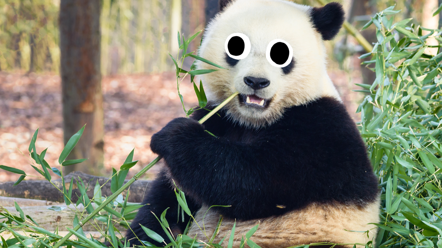Panda eating 