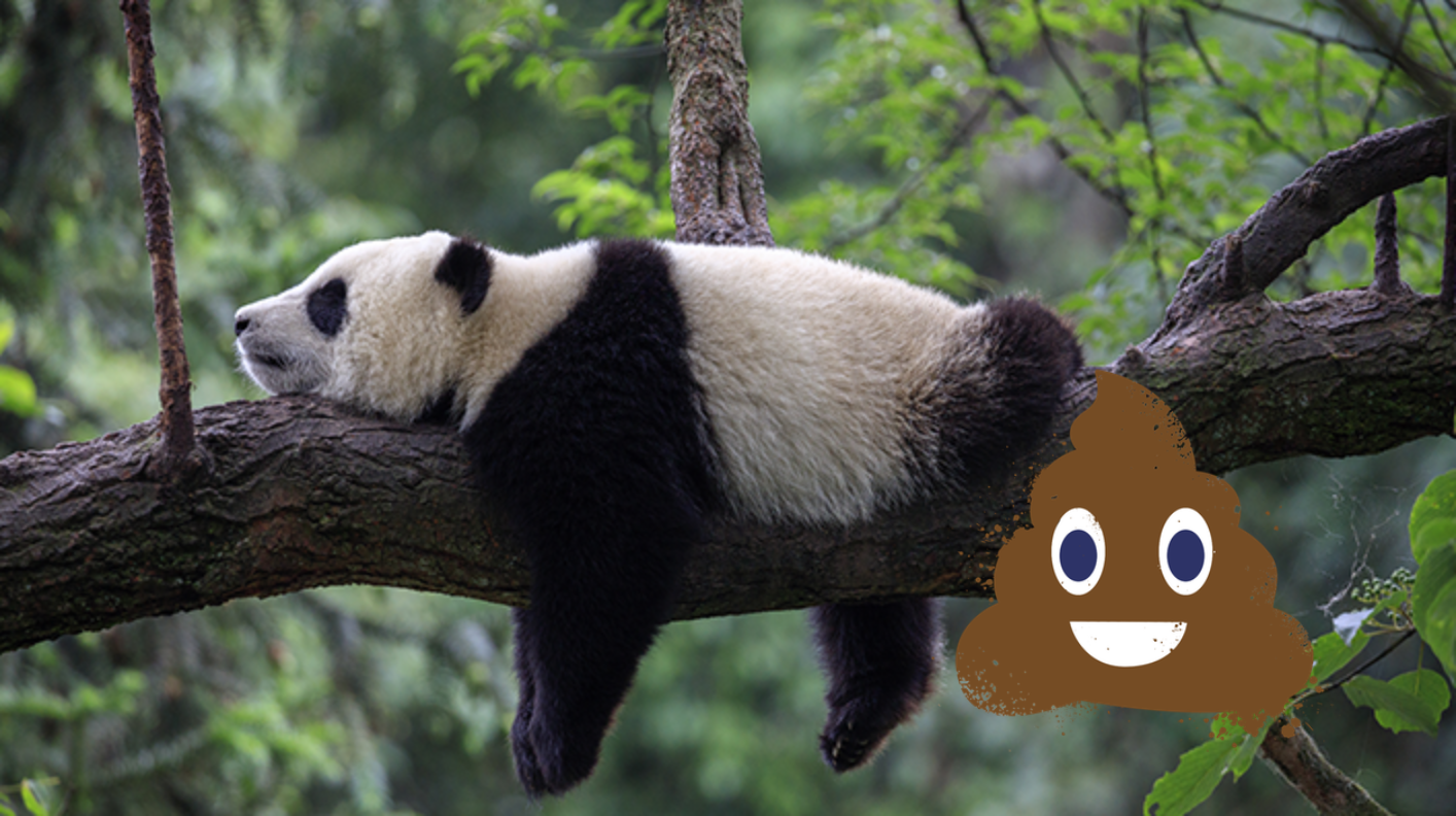 Panda on branch 