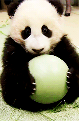Panda with ball