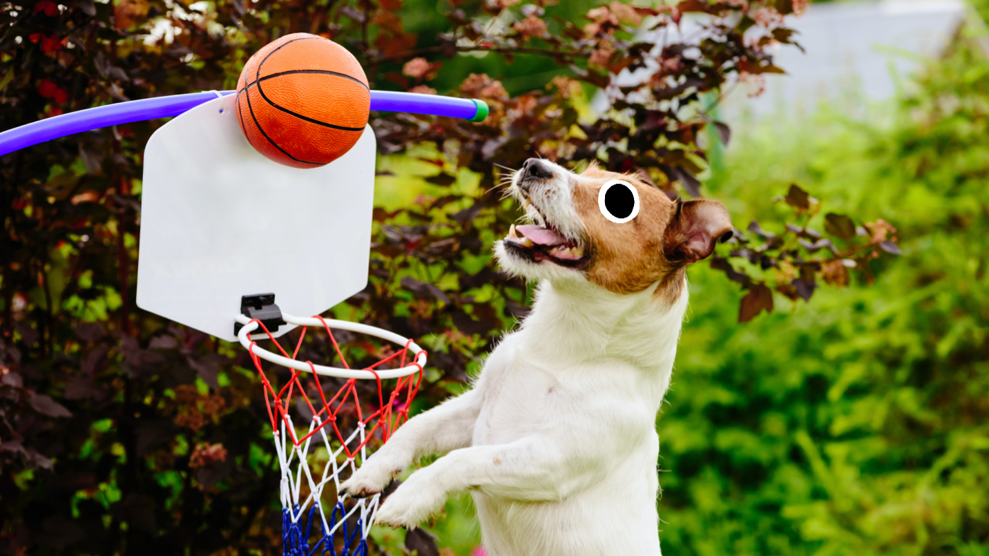 A dog playing basketball