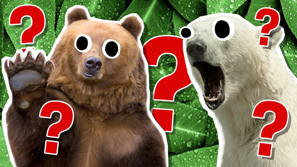 The Ultimate Bear Quiz