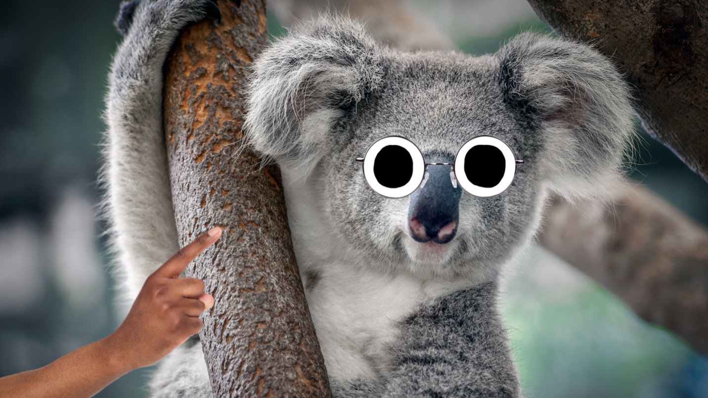 A koala bear