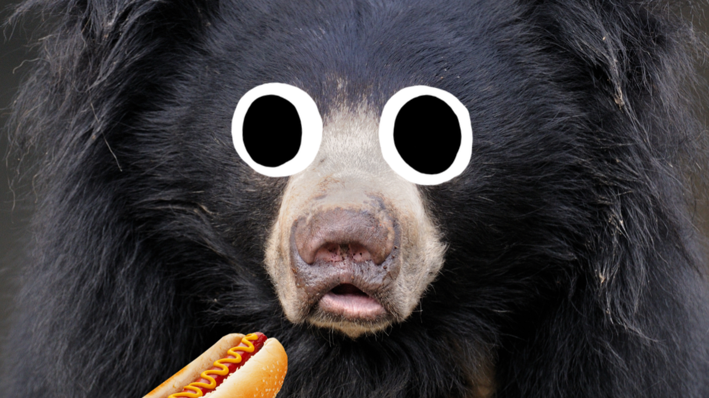 A sloth bear eating a hot dog