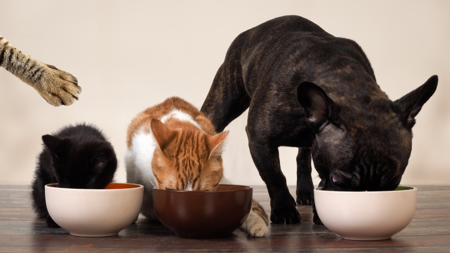 Pets eating from bowls