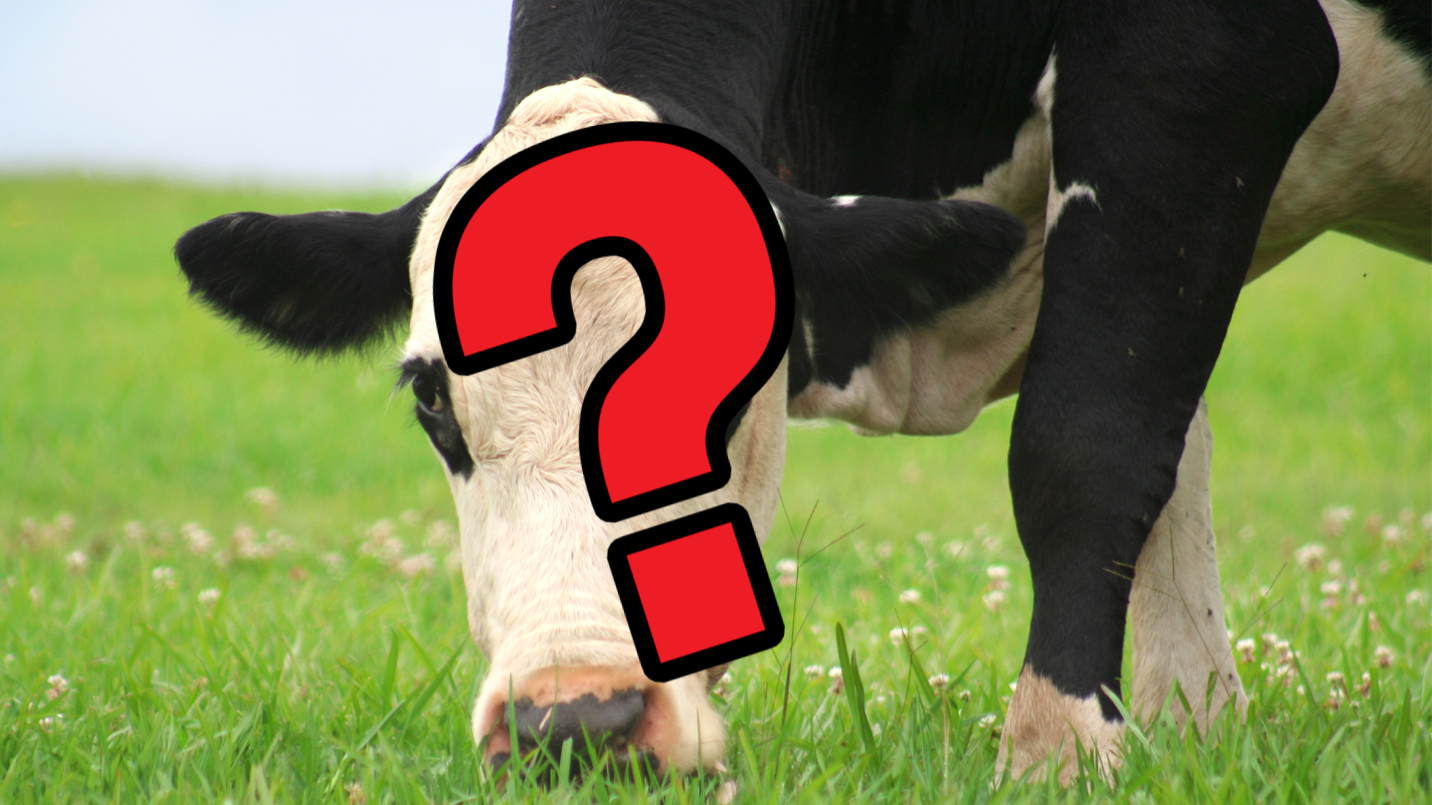 Cow with question mark 