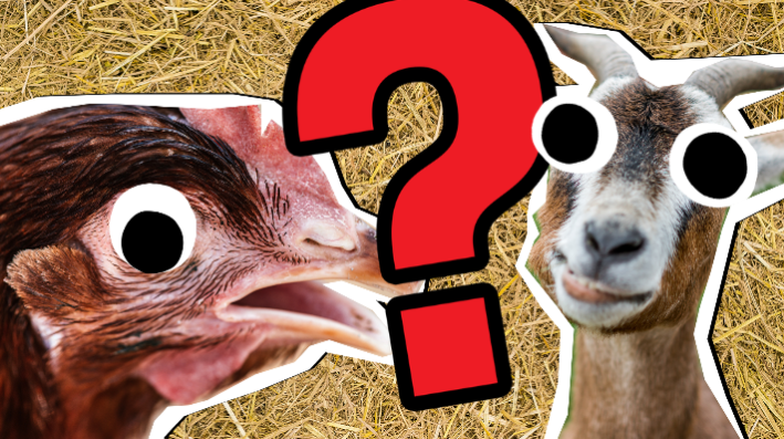 Farm Animal Quiz Thumbnail