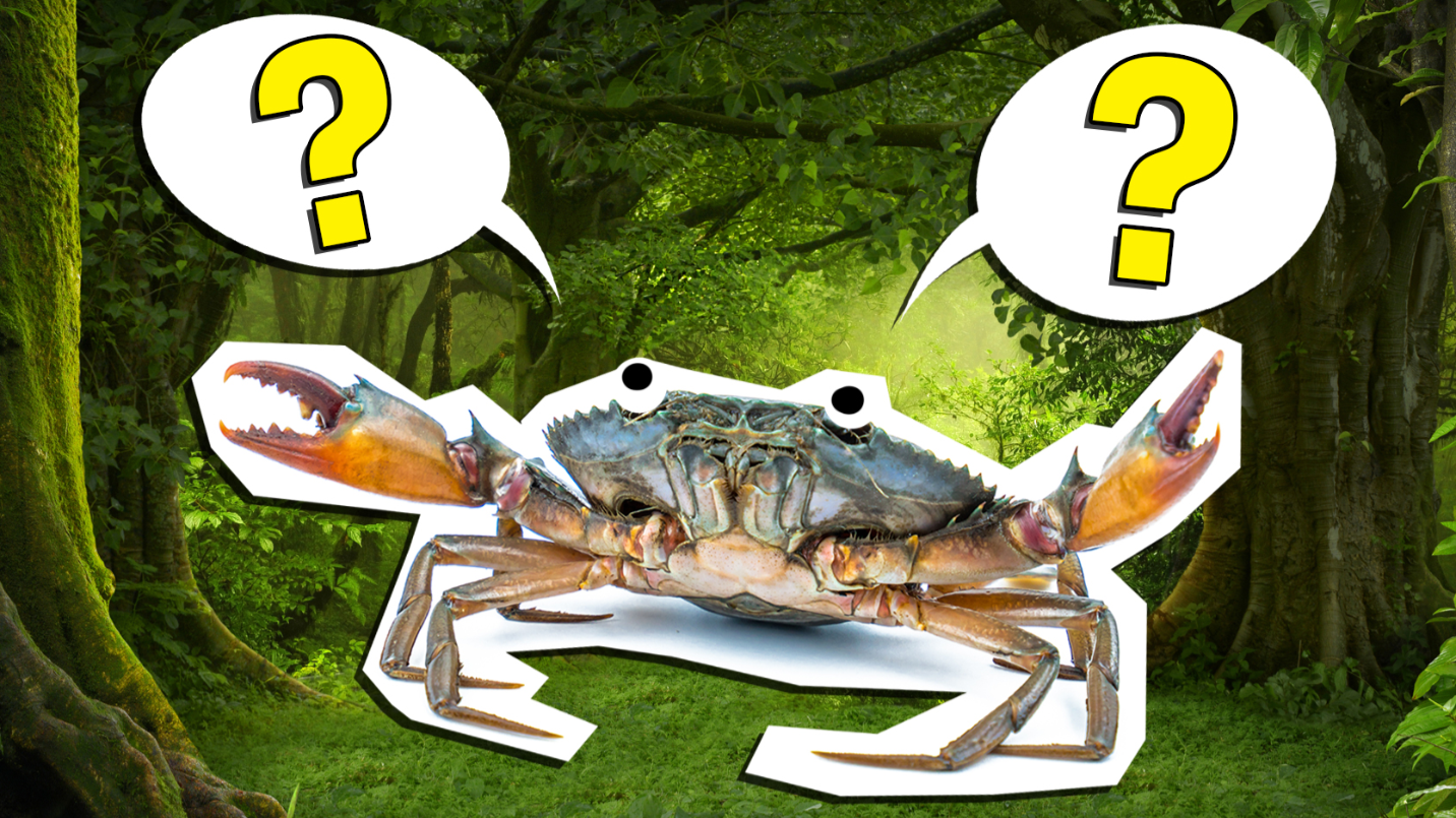 The Ultimate Food Chain Quiz
