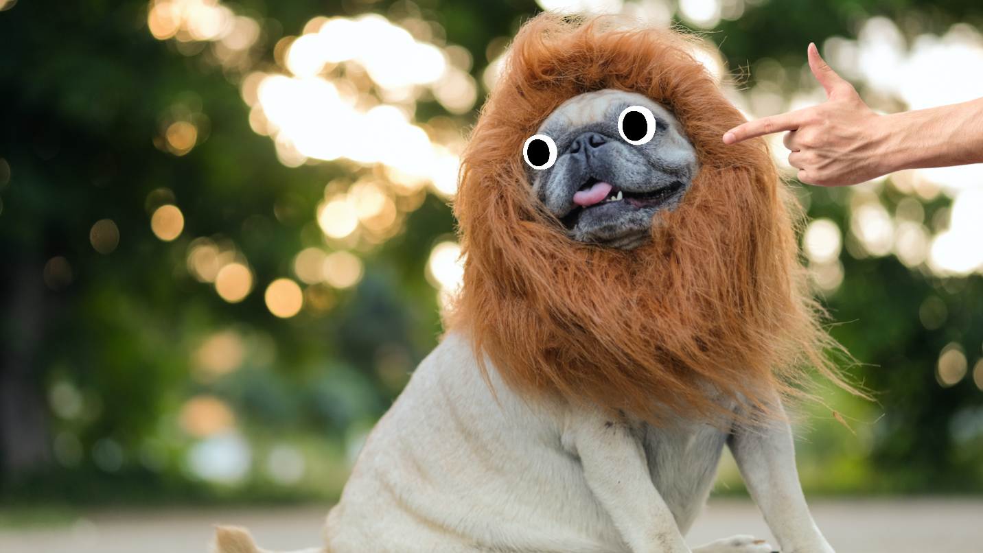 A dog dressed as a lion 