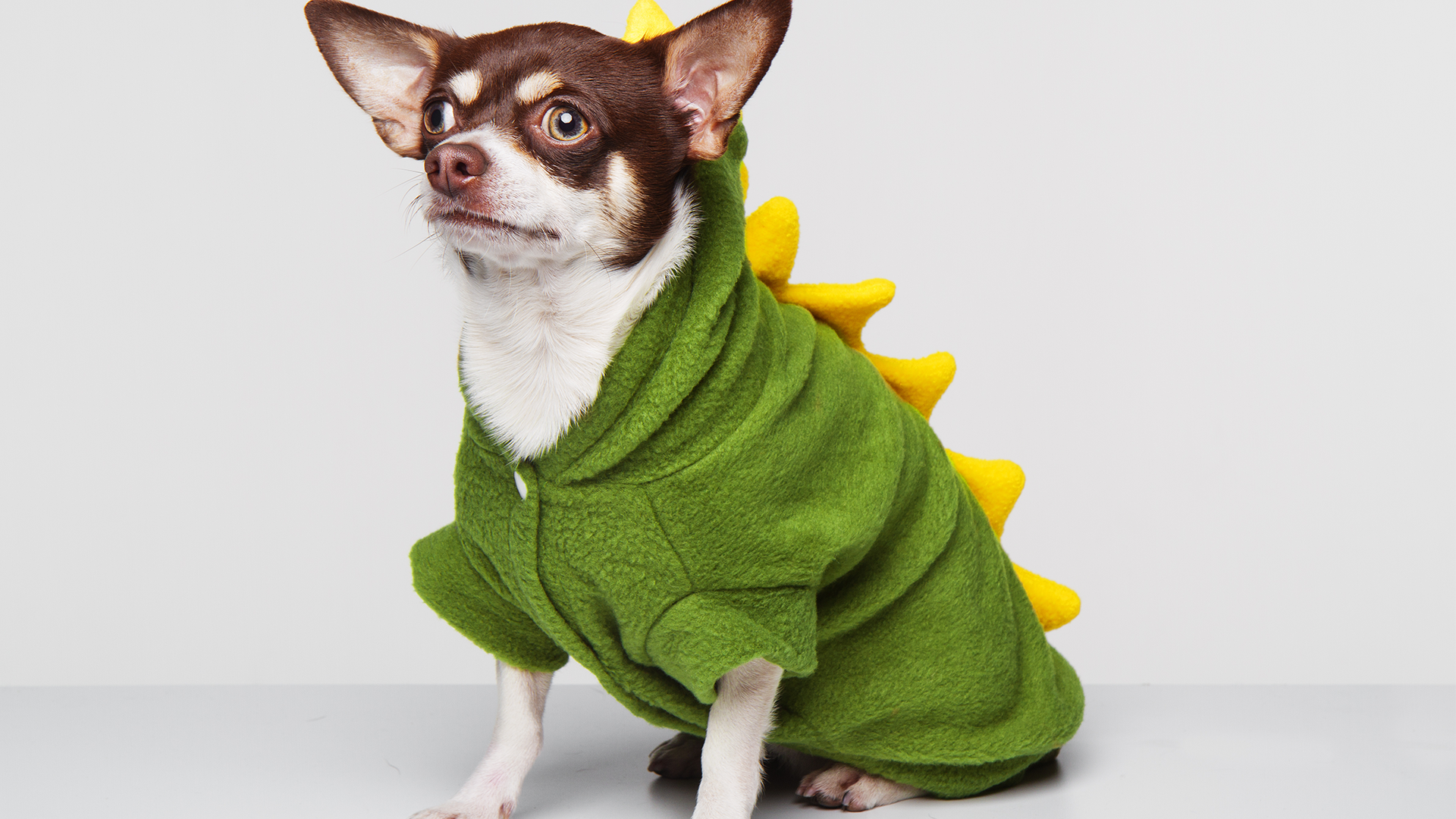 Dog in a dragon costume 
