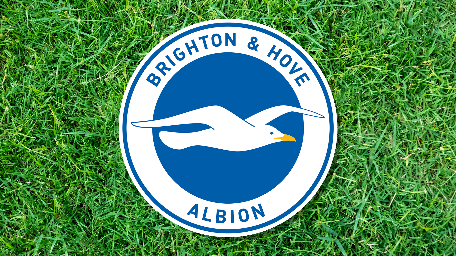 Brighton & Hove Albion