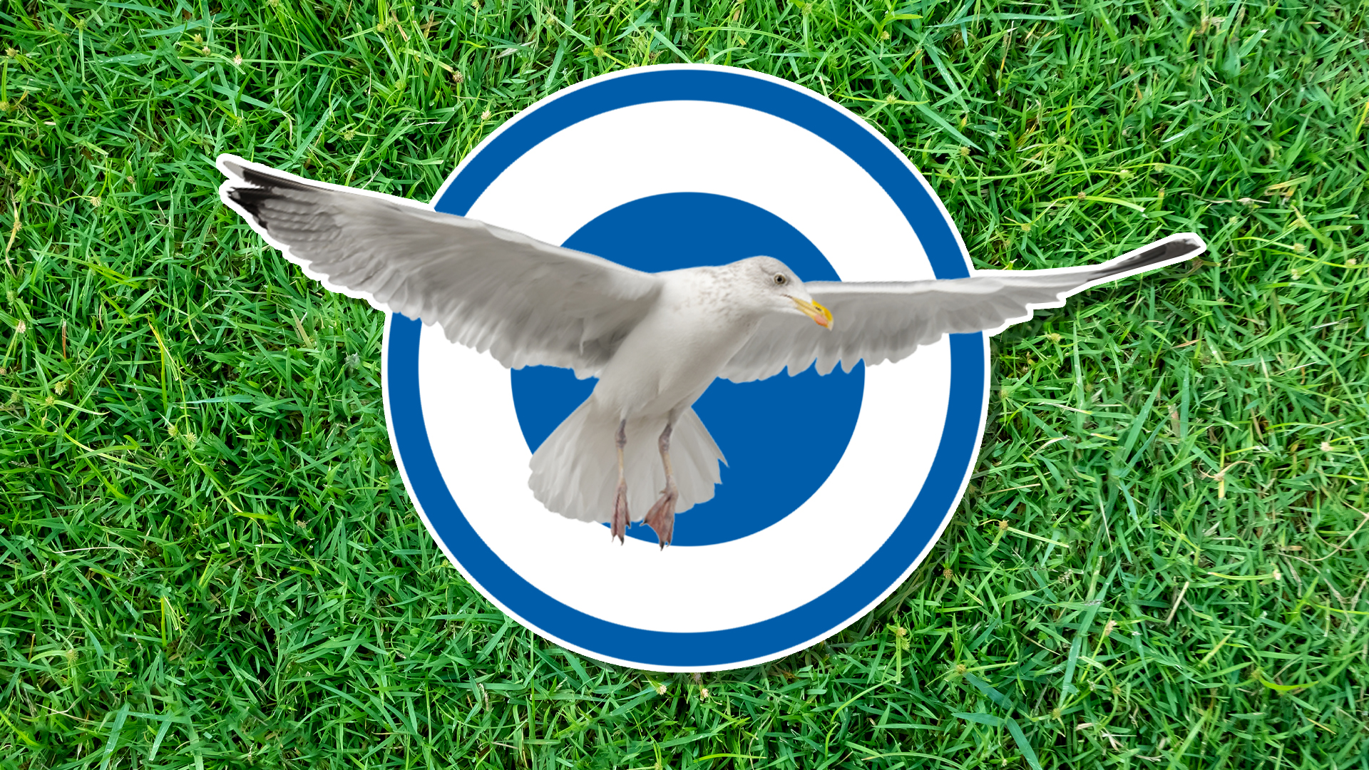 A seagull on a blue and white circle