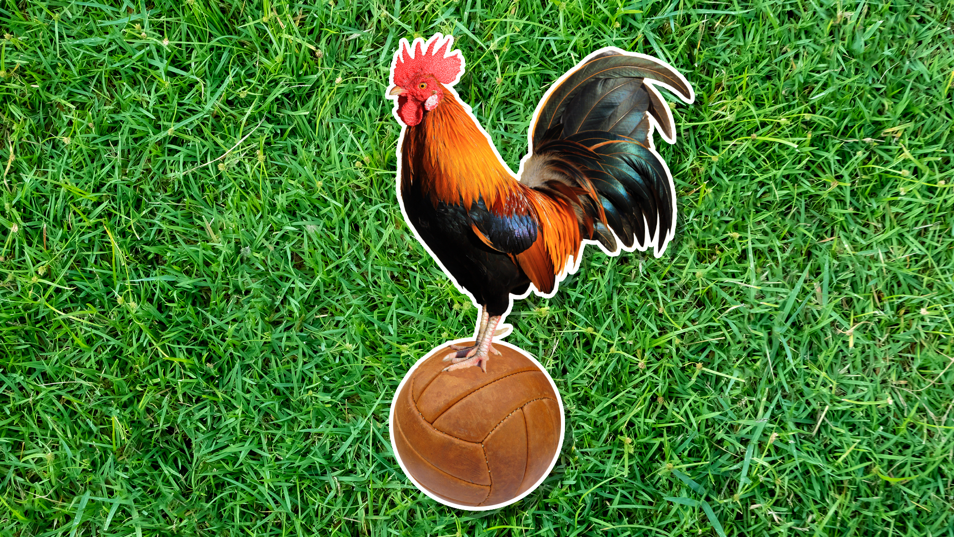 A chicken standing on an old football