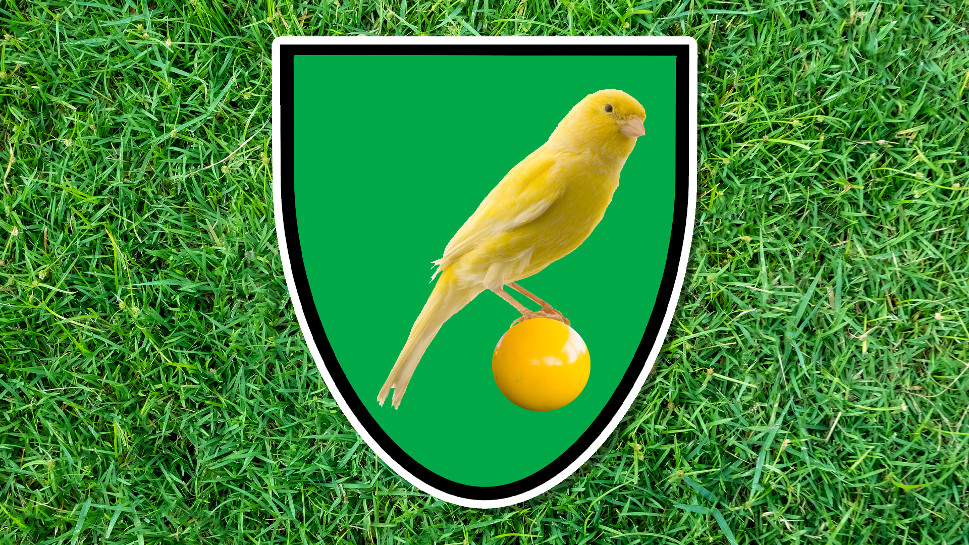 A yellow bird sits on a ball