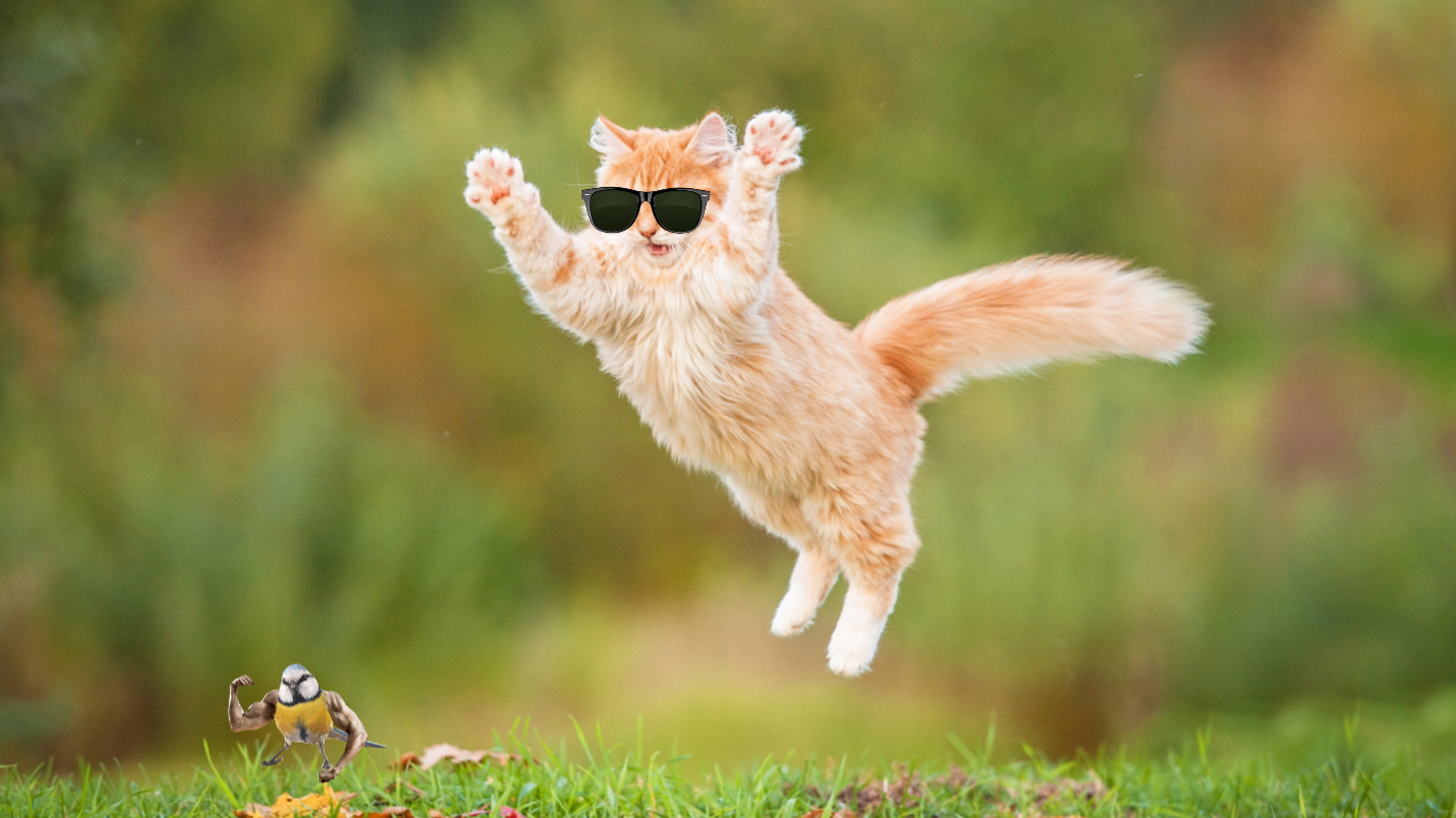 A leaping cat