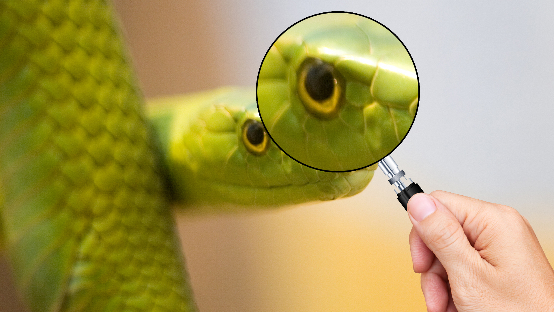 A snake under a magnifying glass