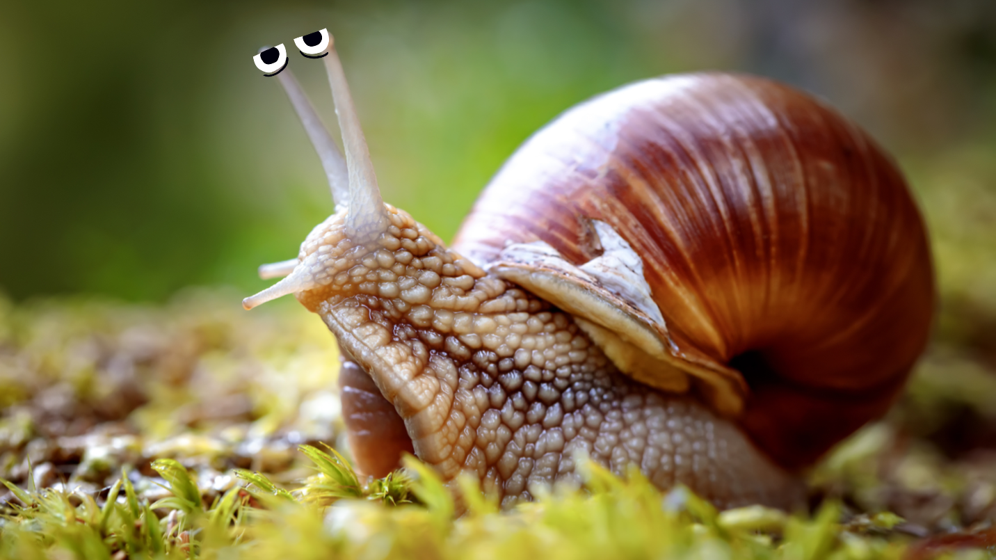 A massive, sleepy snail