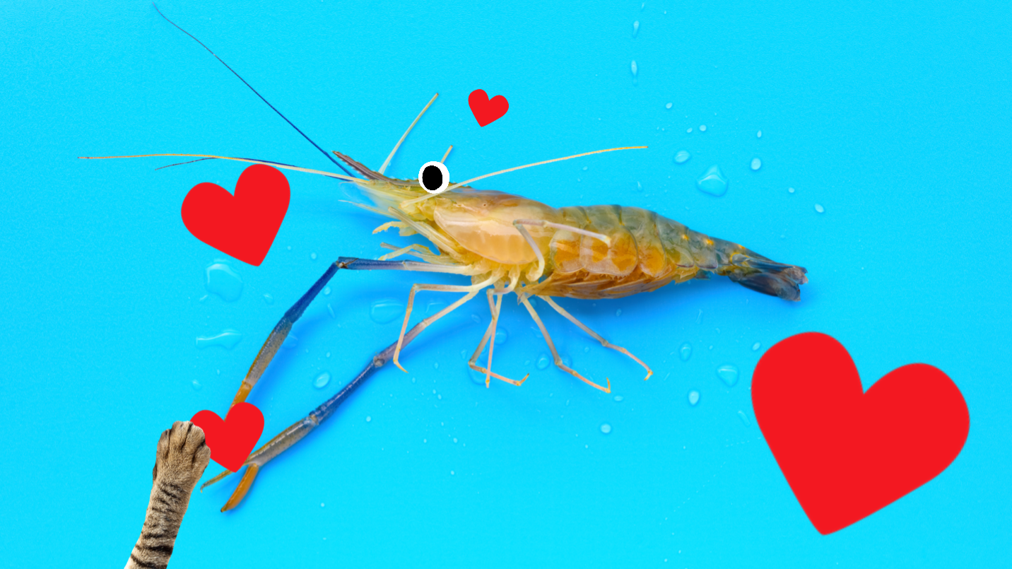 A lovely prawn