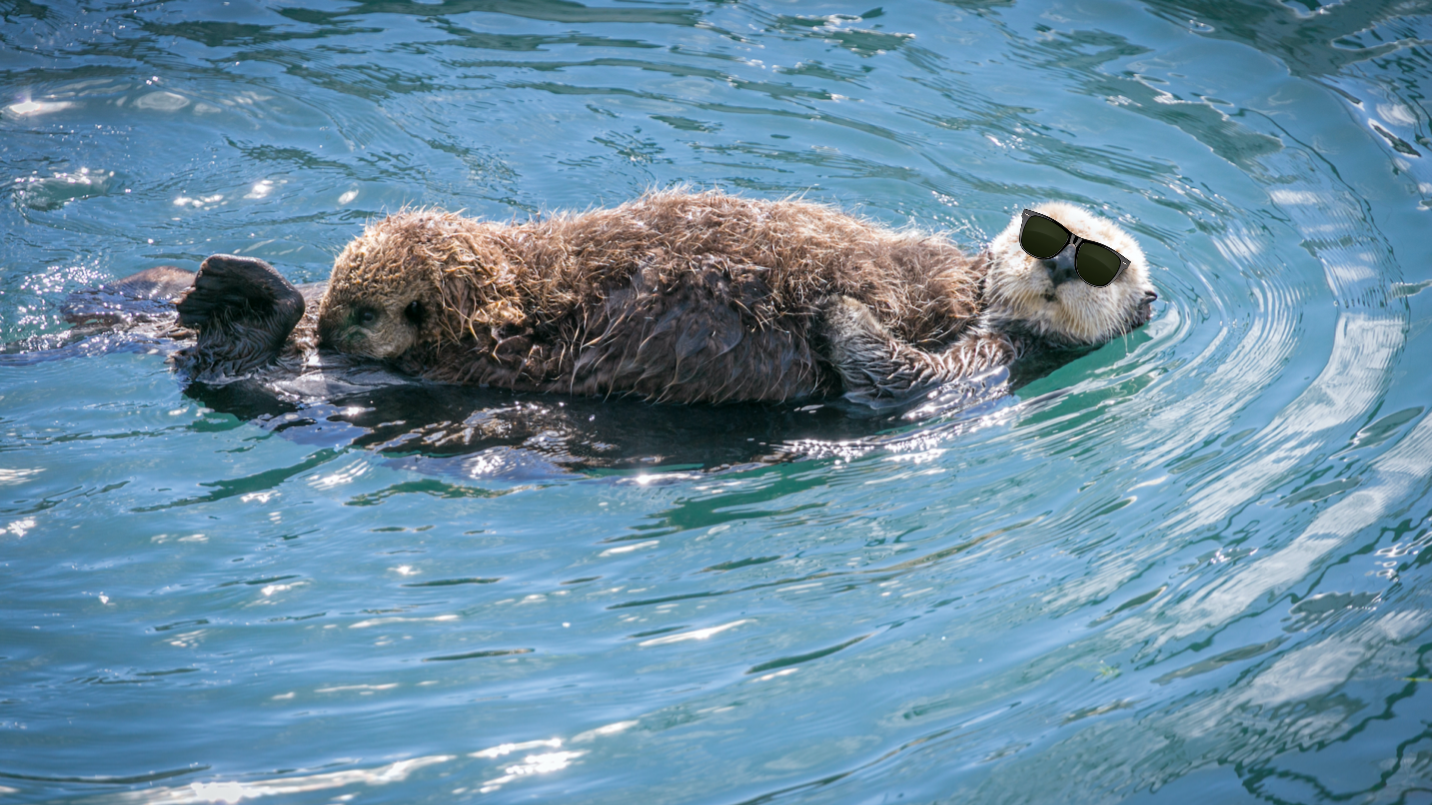 A cool sea otter