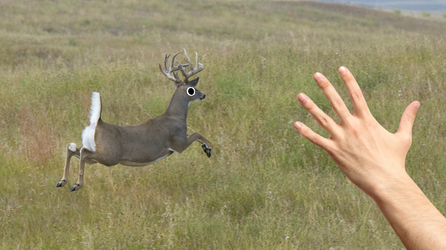 A whitetail deer